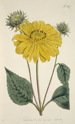 Tournesol, du The Botanical Magazine or Flower Garden Displayed, pub. 1796 (gravure colorée à la main)